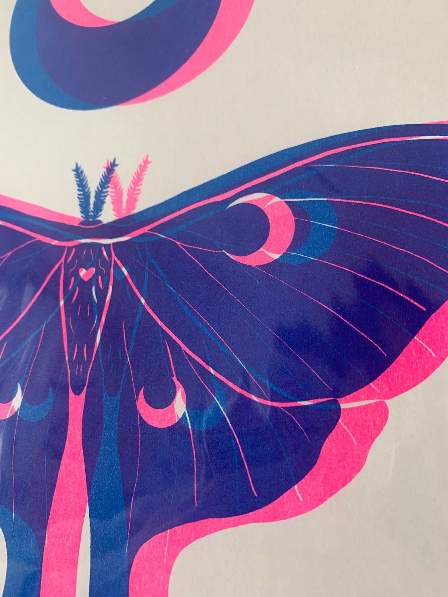 Luna Moth - Blue & Pink