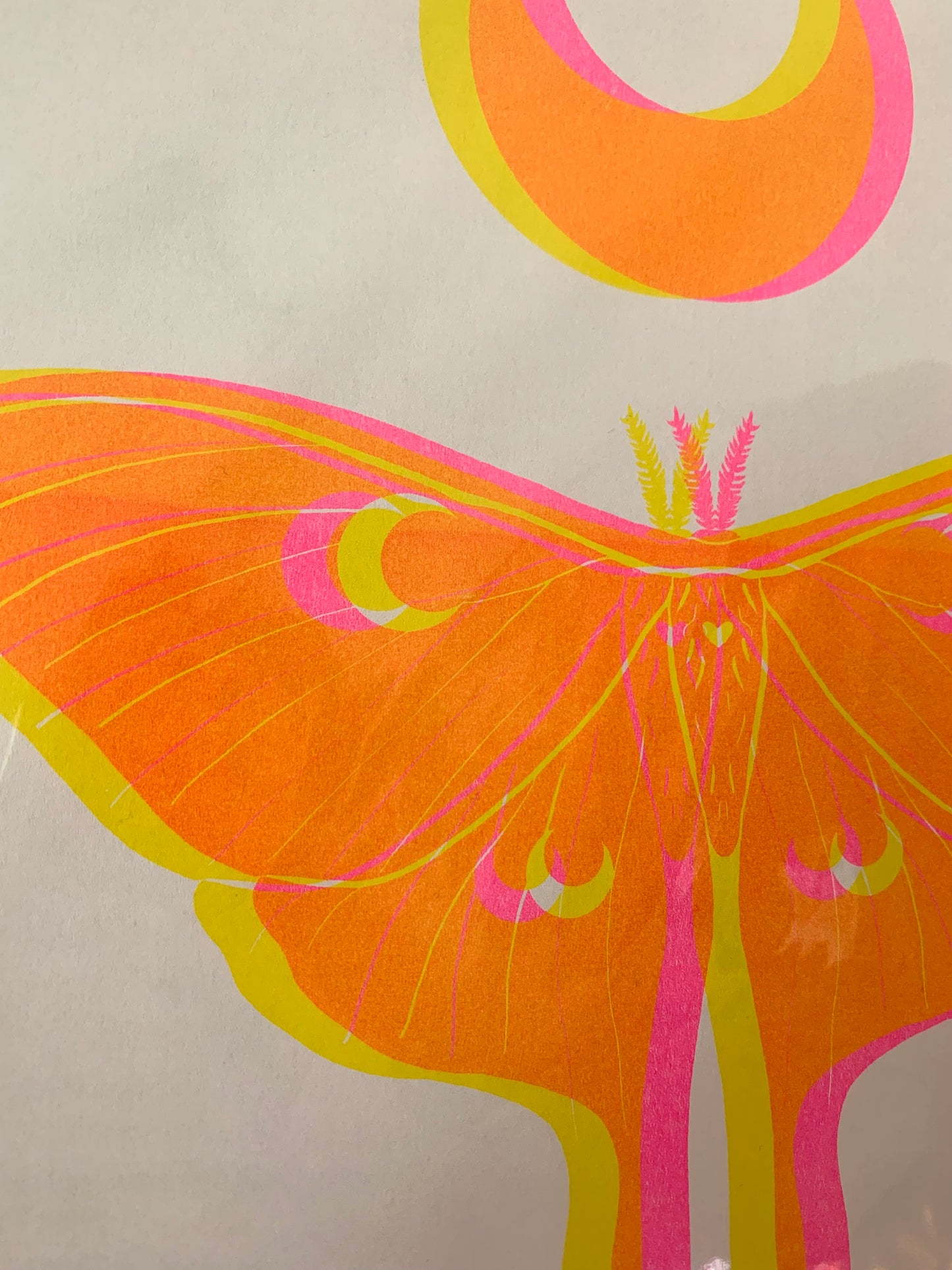 Luna Moth - Yellow & Pink