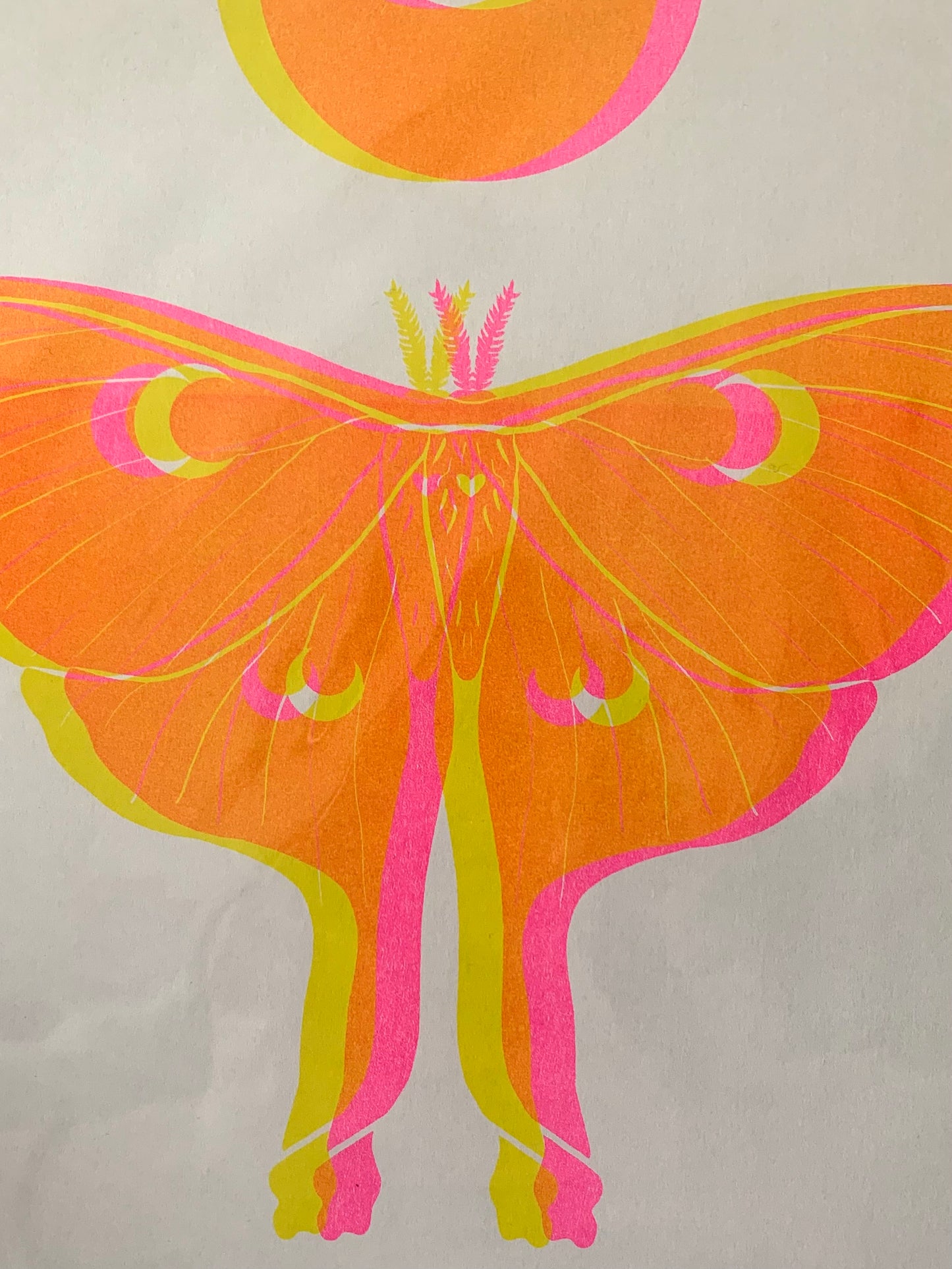 Luna Moth - Yellow & Pink